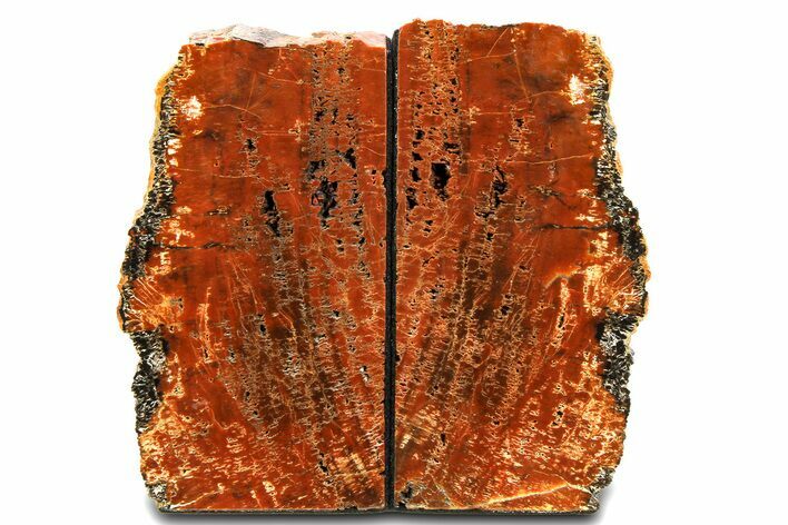 Tall, Arizona Petrified Wood Bookends - Brick Red #307173